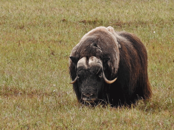 The Muskox rut begins in August and lasts through October. Bulls will follow cows, and they will also battle for dominance with other bulls by charging at each other and colliding squarely at the base of their horns. Photo by Emily Stone.