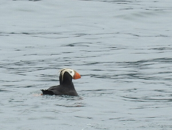 Tufted puffins have an elegant plume of feathers sweaping back from their face. Photo by Emily Stone.
