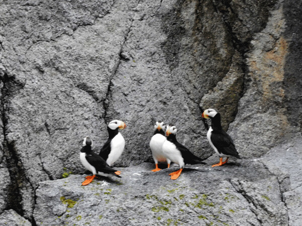 Horned puffins congregate on a cliff above the sea. Photo by Emily Stone.