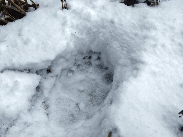 The big black bear tracks were made the day before and slightly snowed-in. Photos by Emily Stone.