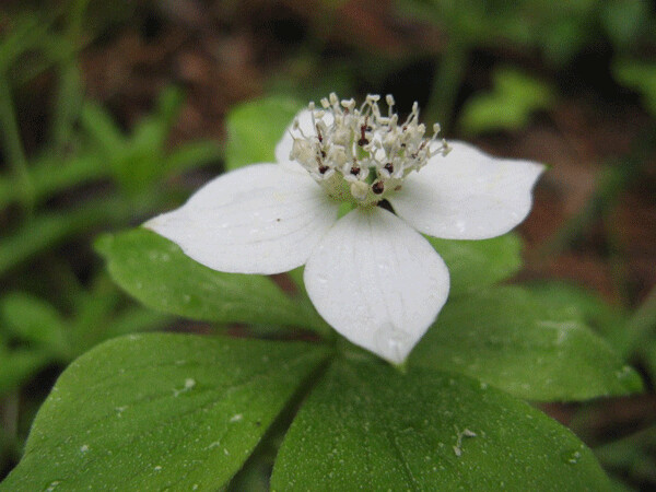 Bunchberry flowers are a lovely summer bloom. Photo by Emily Stone.