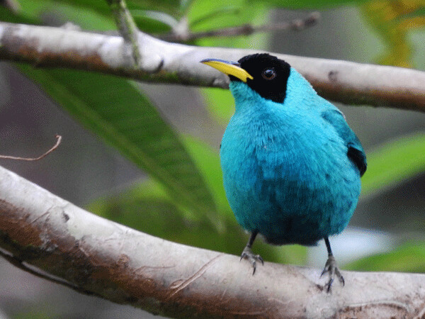 This male green honeycreeper fairly glows in the dim light of a rainforest understory. He would cause quite a stir if he ever visited Wisconsin! Photo by Emily Stone. 