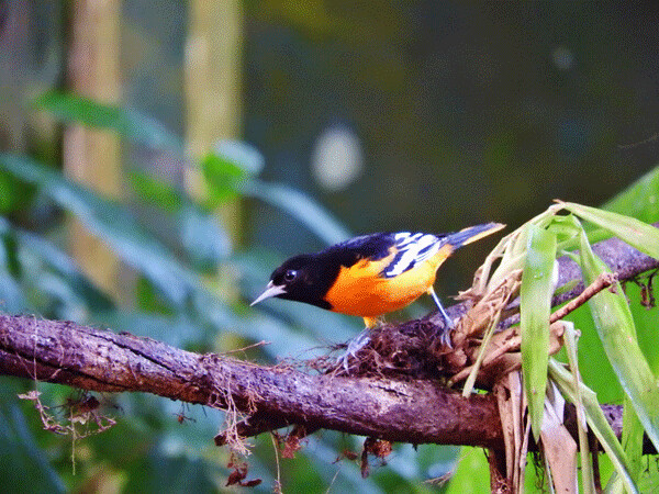 Baltimore orioles are northern breeders whose bright colors fit right in with their winter neighbors in Central and South America. Photo by Emily Stone.