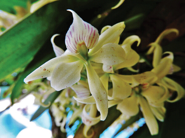 Orchids growing epiphytically on trees often catch and hold a little bit of organic matter in their roots. Both the orchid and the tree can draw nutrients from the resulting soil. Photo by Emily Stone. 