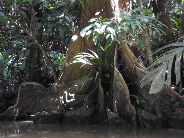 Buttressed roots are a good adaptation for any tree that needs to stay upright in wet soils. They work along a river in Costa Rica as well as it works in black ash swamp in the Northwoods. Photo by Emily Stone. 