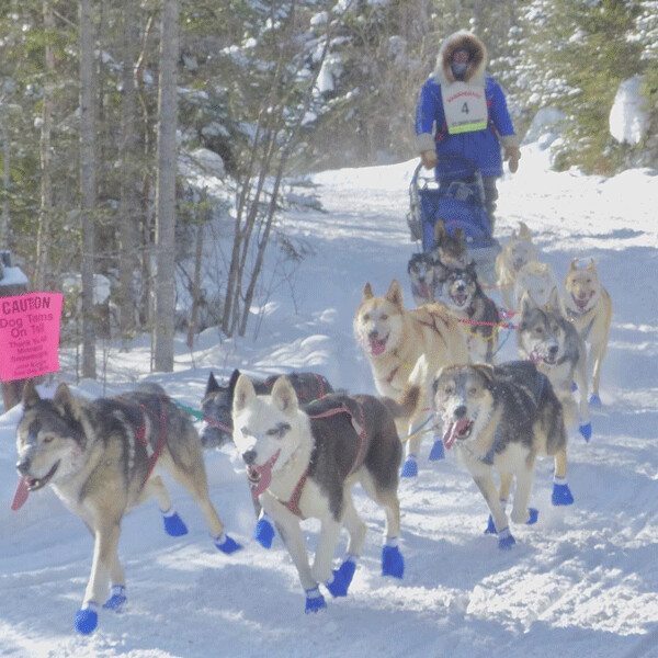 Blake Freking of Finland was the surprise winner and his wife, Jennifer, finished second in the John Beargrease Sled Dog Marathon, inheriting the lead when Ryan Redington's dogs stopped running on the last leg in the 50-below-windchill. Photo credit: John Gilbert
