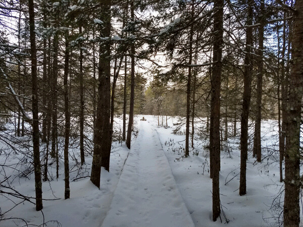 The bog boardwalk at the Forest Lodge Nature Trail is a magical spot in any season. Photo by Emily Stone.