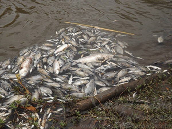 Fish cannot survive such catastrophes, especially if highly toxic mine waste is involved 