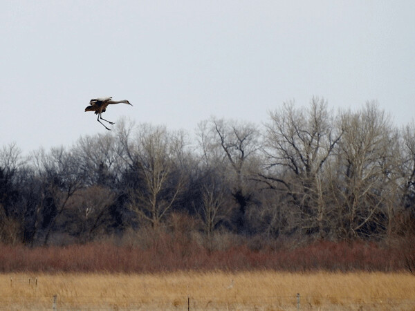 Crane landing:  Like a flock of Mary Poppins, the sandhill cranes arched up their wings and parachuted down with leggy landing gear outstretched. Photo by Emily Stone.