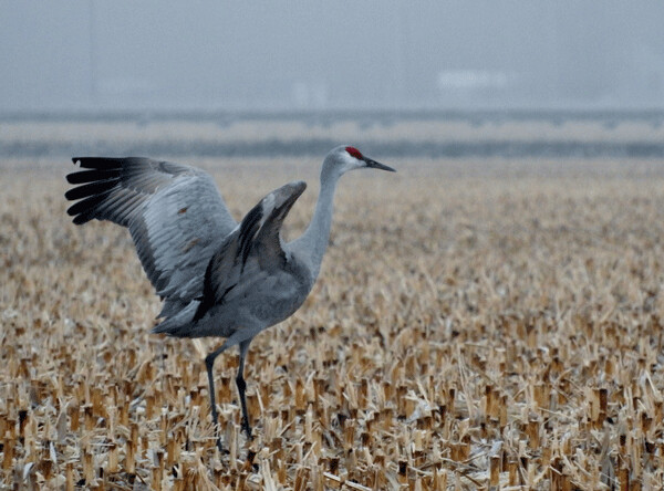 Dancers:  Sandhill cranes sometimes dance just to release nervous energy, but dancing is also an integral part of their pair bonding and mating ritual. Photo by Emily Stone.