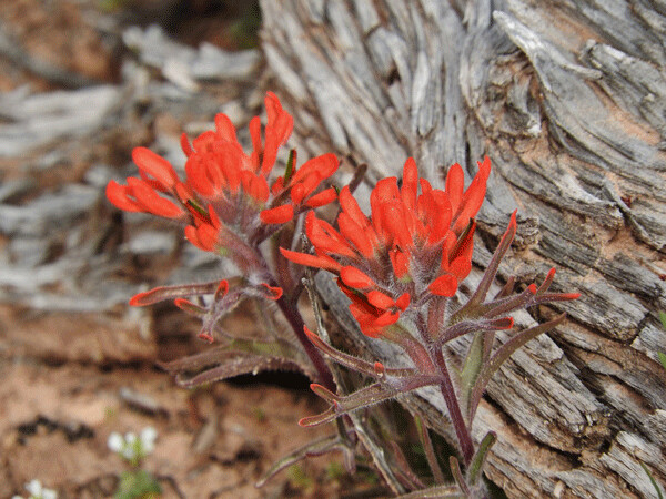 The crimson “bristles” of Indian paintbrush are actually modified leaves called bracts. Photo by Emily Stone.