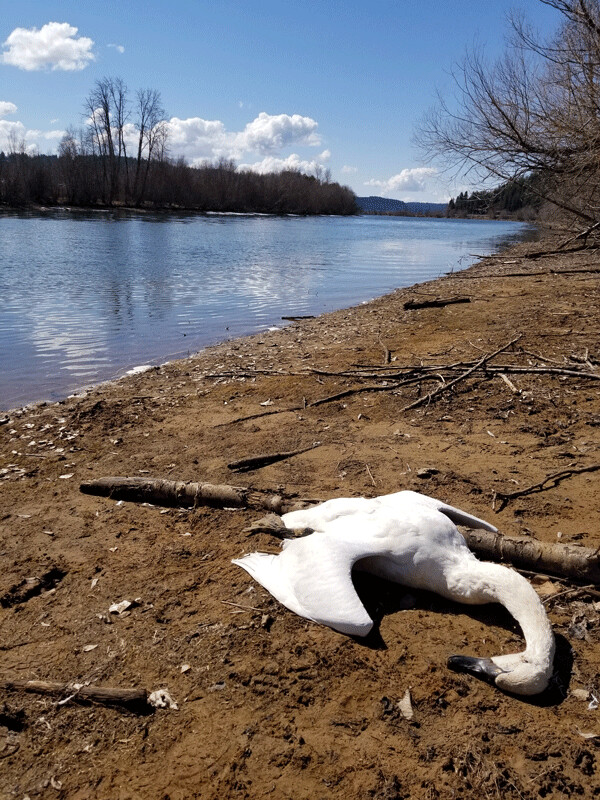 Tundra swans are dying in the Coeur d’Alene River Basin from historic mine waste.  Waterfowl deaths may be what’s in store for Minnesota’s future. Kajsa Van de Riet/IDEQ