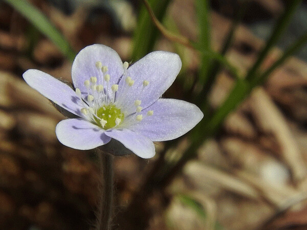 Hepaticas are early spring wildflowers who have a special relationship with ants. Photo by Emily Stone. 