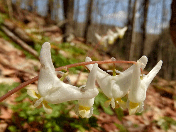 Dutchman’s breeches flowers hide their nectar away in the tips of their pantaloon-shaped flowers. Hungry bees who are too small to access the nectar properly will simply chew holes  to access the nectar. Photo by Emily Stone.