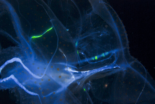 Bioluminescence — otherwise known as “nature’s light” — is heat-free and great for  medical, military and myriad other pollution-free applications. Credit: Joshua Lambus,  FlickrCC.