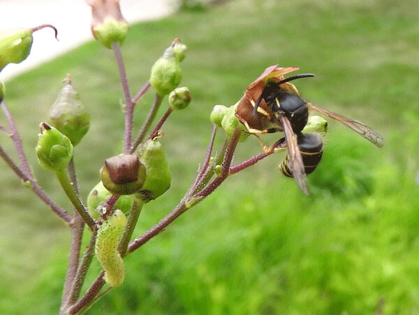 A female potter wasp sips nectar from a figwort flower, while a moth caterpillar feeds nearby. The wasp’s nest is stuffed with those caterpillars, just waiting to be eaten by her larvae. Photo by Emily Stone.