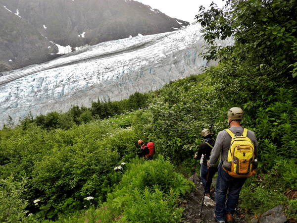 It was an abrupt transition from lush meadows down to fresh gravel and then onto the ice. Exit Glacier is shrinking, so the hike keeps getting longer. Photo by Emily Stone.