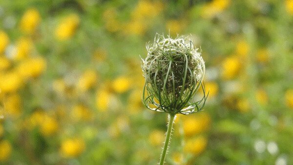 Door to Nature: Is it Really Queen Anne's Lace? - Door County Pulse