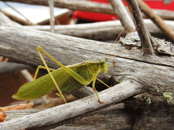 This katydid’s leaf-like camouflage didn’t work very well on the pile of weathered firewood we paddled back to our campsite in the Boundary Waters. Photo by Emily Stone. 