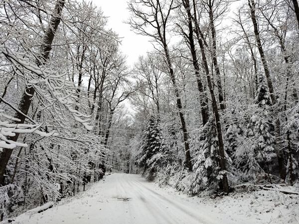 Fresh snow transforms the same old forest into a winter wonderland. Photo by Emily Stone. 