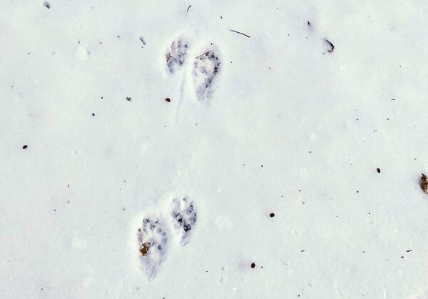 Raccoons leave unique pairs of tracks—one front and one hind foot in each pair, and they alternate sides. This is a function of them moving both left legs, and then both right legs. Photo by Emily Stone. 