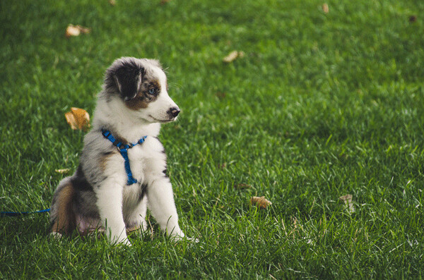 Maybe you shouldn't let your dog run free at the park — or in your neighbor's yard — if carcinogenic chemicals are used on the lawn. Credit: Brett Sayles, Pexels.