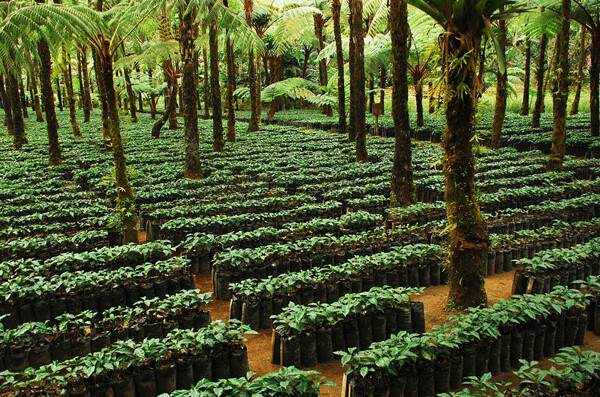 These Rainforest Alliance Certified coffee plants are grown under natural shade created by native tree species on this Guatemalan coffee farm. Credit: Charlie Watson, FlickrCC