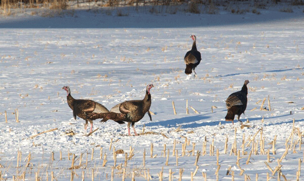 Wild turkeys vanished from Wisconsin in the late 1800s, but they’ve become a conservation success story. Photo by Larry Stone. 