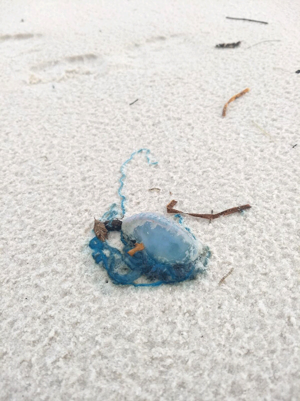A pretty blue Portuguese man o' war rests next to the entrance of a ghost crab’s hole. These jellyfish-like creatures pack a painful sting while alive or dead, but crabs are tough. Photo by Emily Stone. 