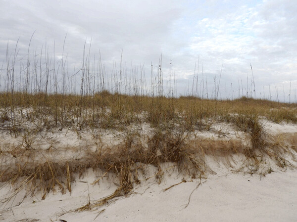 Sea oats play a major role in stabilizing sand dunes, and Alabama beach mice (not shown) are both eat and plant their seeds. Photo by Emily Stone.