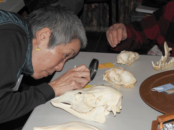Cindy examines the flat face of a bobcat skull during a Mammalogy workshop. Photo by Emily Stone. 