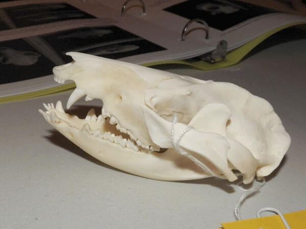 An opossum skull is easily identifiable by its many teeth. Photo by Emily Stone.