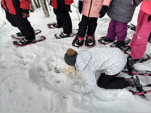 A deer bed in the middle of a snowshoe trail provided a sensory experience for adventurous students who wanted to discover for themselves what deer pee smells like. Photo by Emily Stone. 