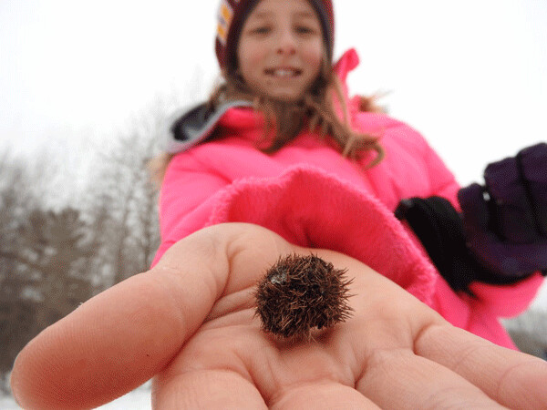 Madeline discovered a weird, spikey gall off in the woods. These fifth graders were impressively observant and curious! Photo by Emily Stone. 