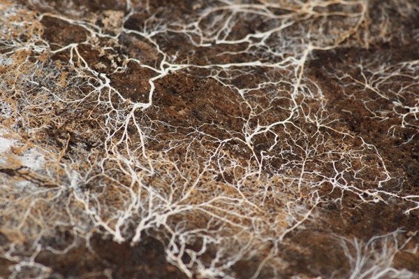 Underground mycelium networks can absorb and break down a wide range of natural and man-made compounds, and that’s why we’re using them to clean up contaminated sites naturally. Credit: Kirill Ignatyev, FlickrCC