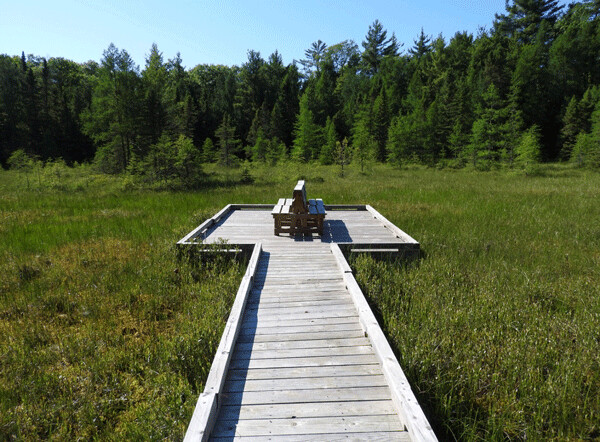 The bog boardwalk is a favorite destination on the Forest Lodge Nature Trail. This wetland – technically a fen – formed in a glacial kettle. Photo by Emily Stone. 