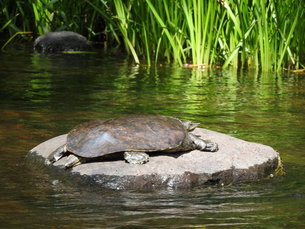 https://duluthreader.com/uploads/image/article/021/450/21450/header_1920x/18004_18004_948_7_24_2020_spiny_softshell_turtle.jpg