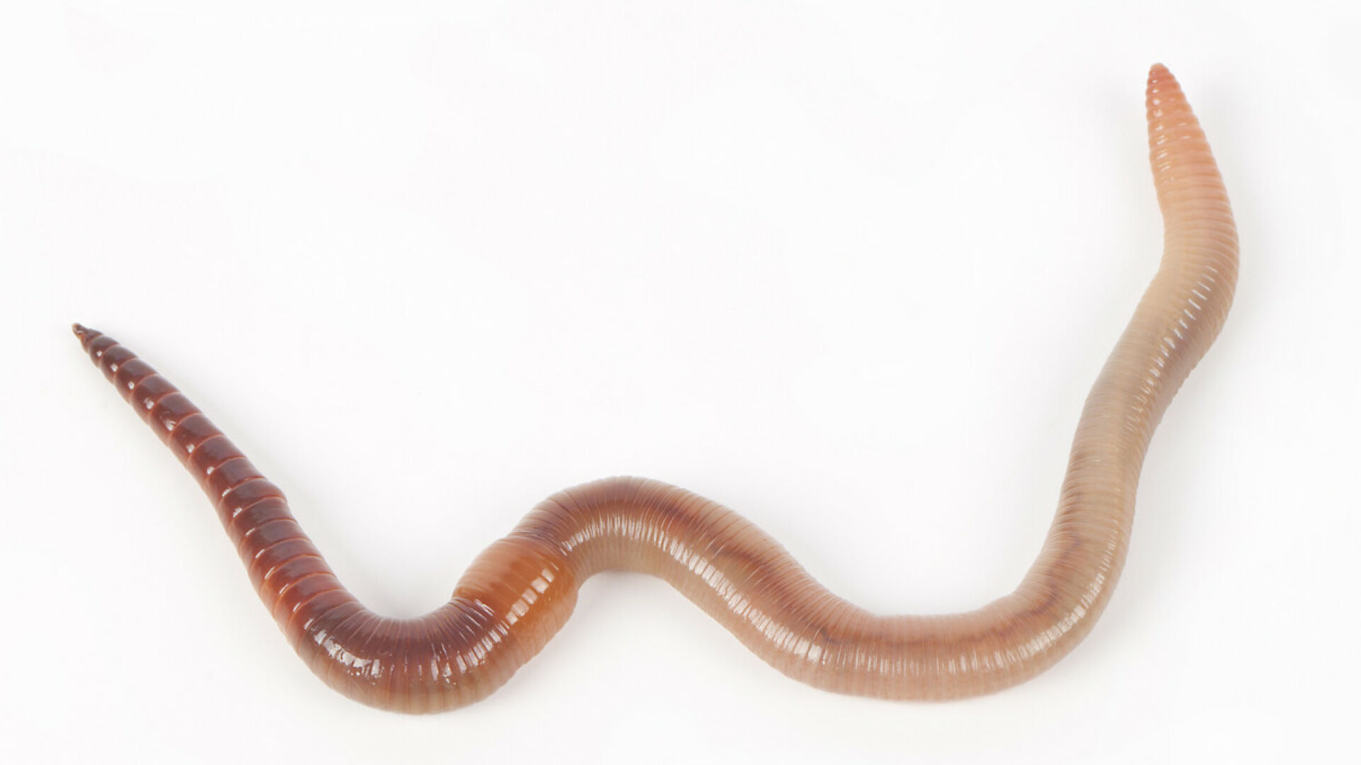 worms-have-two-tails