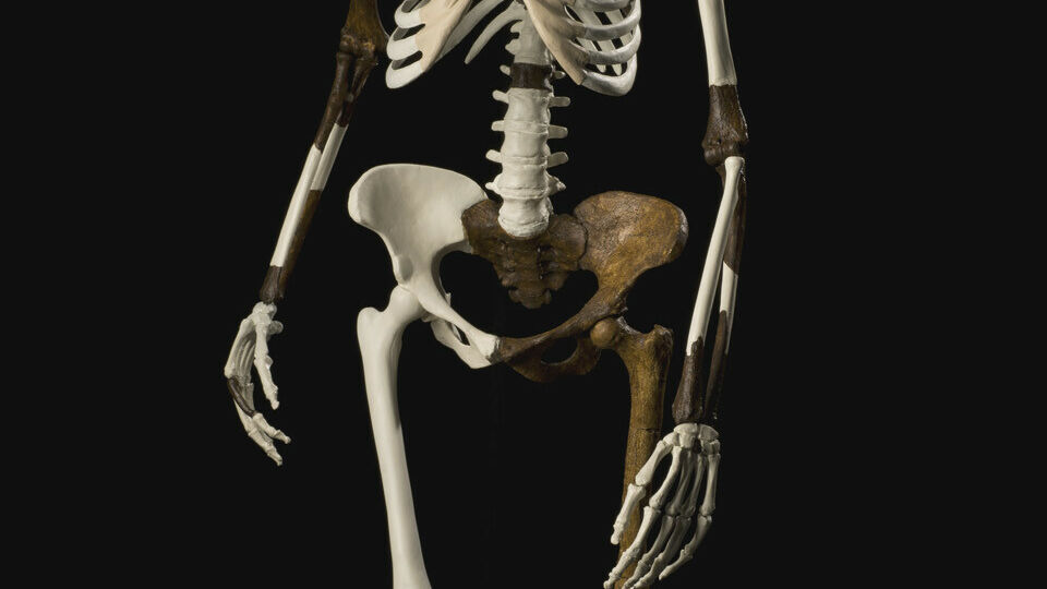 Human Sy From sapiens to humanyms