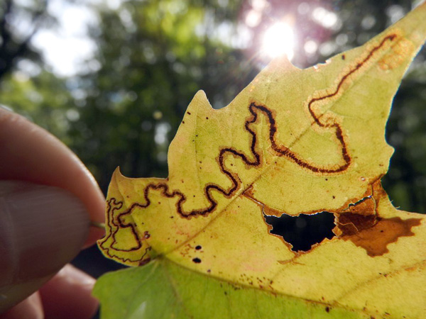 In the home stretch of its larval stage, this little critter suddenly kicked it into high gear and started eating even more of the leaf contents. The result is a stretch of mine that looks darker from the bottom side, and invisible against the sun. Photo by Emily Stone.