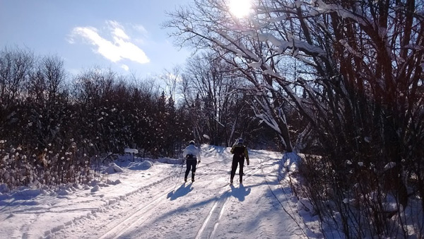 Picturesque silver maple trees line the River Trail at ABR ski touring center in Ironwood, MI. Photo by Emily Stone.