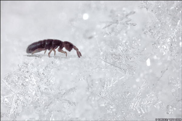 Snow fleas are more interesting and important than their small size would indicate. Photo by Urmas Tartes.