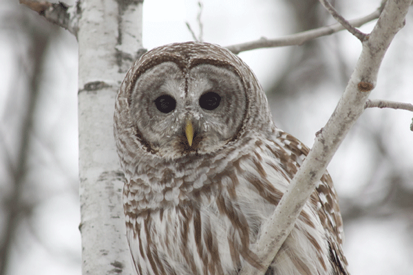 The barred owl is often seen and heard during the day. It is easily distinguished from a similar species, the great gray owl, as it has brown eyes. Another name for the barred owl is one most of us have heard before – Hoot Owl.  Photo credit: Ron Demianiuk