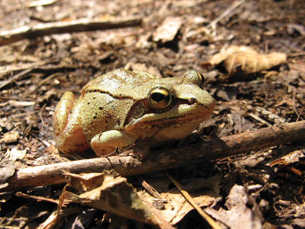These remarkably terrestrial frogs spend most of the year in the woods, but wood frogs migrate short distances to woodland pools for mating in the spring. They are distinguished by their rakish black mask. Photo by Emily Stone.