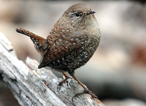 Winter wrens are tiny, energetic birds of the forest floor. Ounce for ounce, they produce more sound than a rooster!  Photo by Paul Stein, Creative Commons