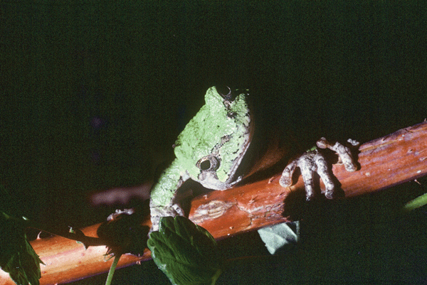 Gray tree frogs prefer to call under cover of darkness on warm nights. Early in spring they will call during the daytime, too, when temperatures rise above 60 degrees. Have you heard their vibrant trill? Photo by Larry Stone.