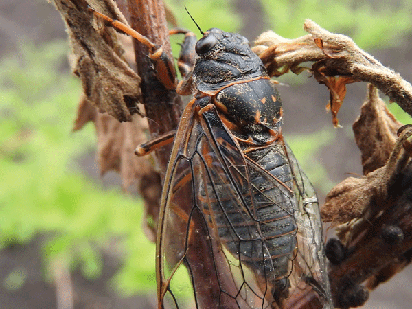 Photos of Short-Grass Prairie Cicadas by Emily Stone