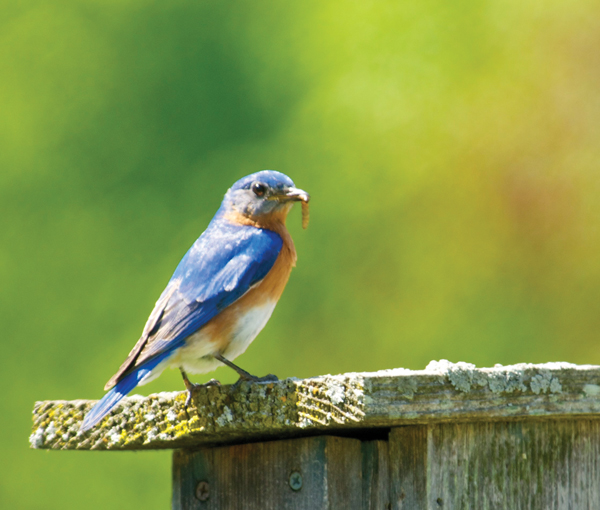 Bluebirds are a beautiful form of garden pest control, and add a splash of color to my weeding sessions. Photo by Larry Stone.