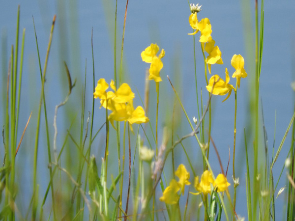  Below the sunny yellow flowers of horned bladderwort, meat-eating traps lie in wait. These plants digest bugs to make up for the low nutrient availability in the fen. Photo be Emily Stone.