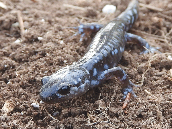 Blue-spotted salamander This blue-spotted salamander is just one of the welcome guests who find food and refuge in my garden. Photo by Emily Stone. 